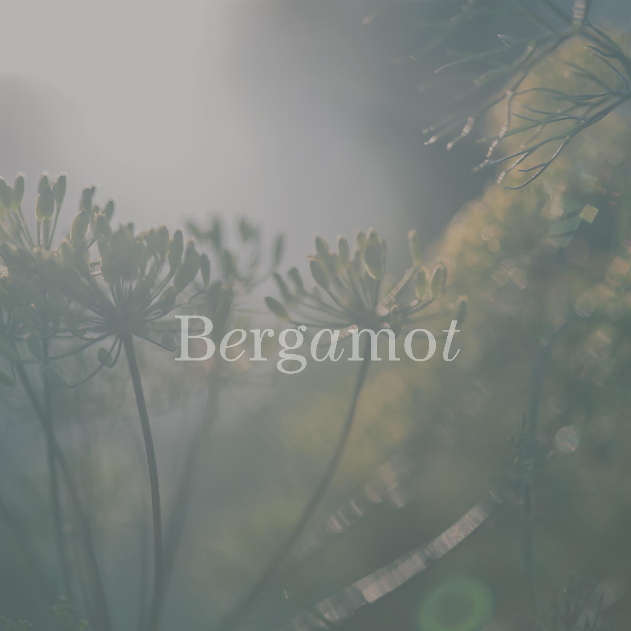 No17 Therapy 10ml Naturlig Aroma Parfume Quiet Sunset Mandarin Ylang Ylang Rosentrae Glas Flaske 2