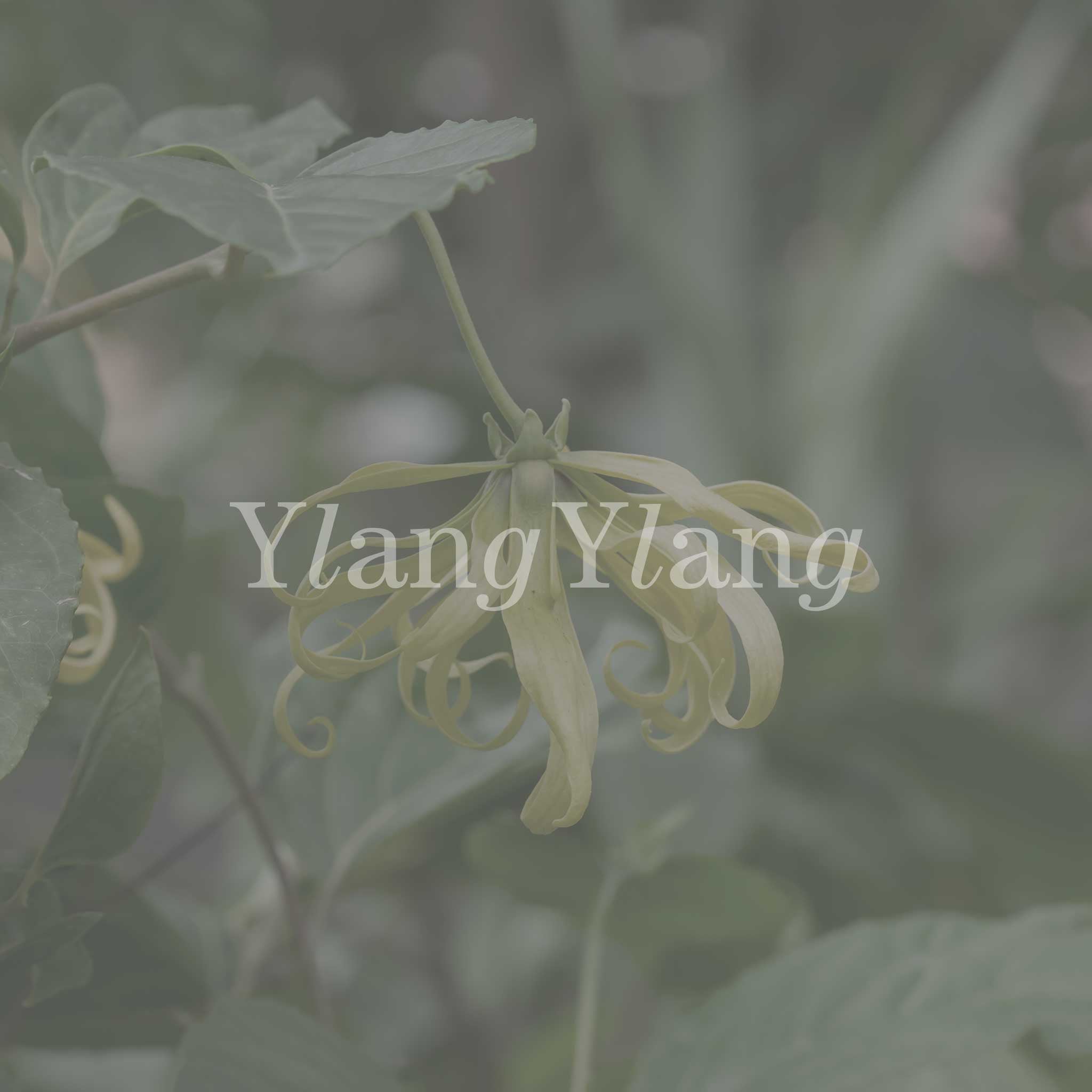 No17 Therapy 10ml Naturlig Aroma Parfume Warm Meadow Ambra Ylang Ylang Glas Flaske 3