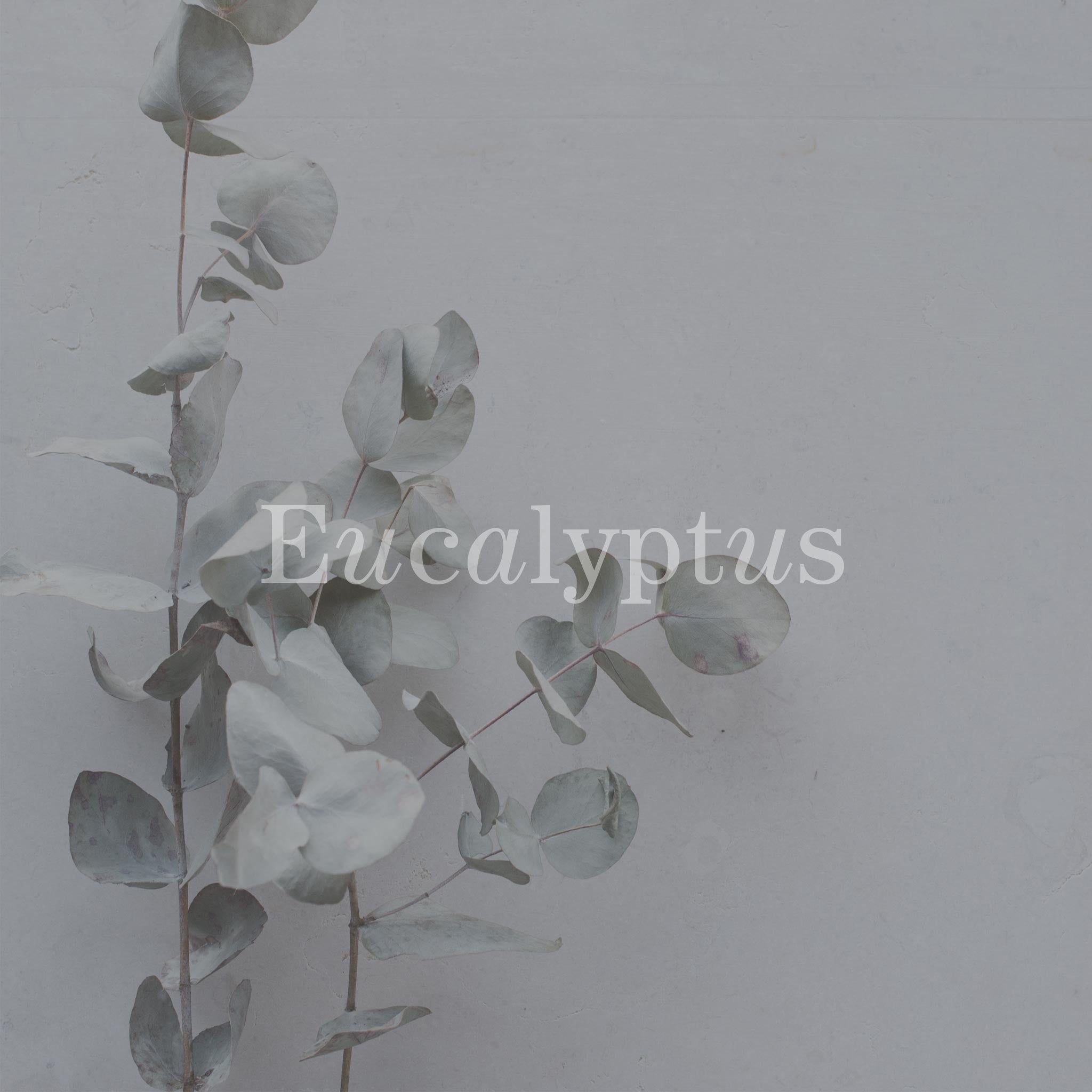 No17 Therapy Hand Krop Saebe Calm Forest Eucalyptus Geranium Glas Flaske3.jpg