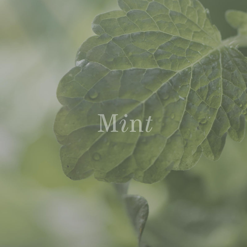 Silent Sea Organic Body Oil & Perfume